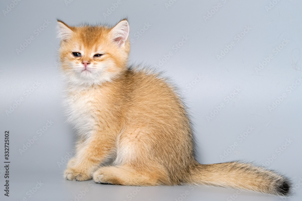 British Shorthair Kitten Cat Isolated British Shorthair Kitten Cat Isolated