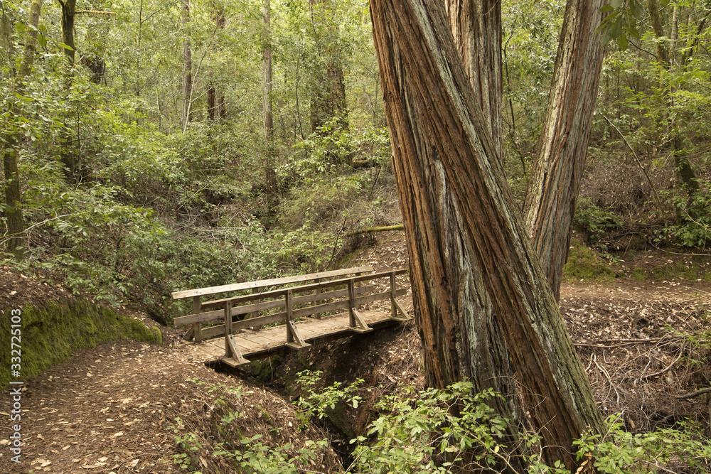 California Redwood Trees