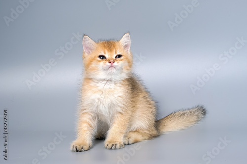 British Shorthair Kitten Cat Isolated © panyawatt