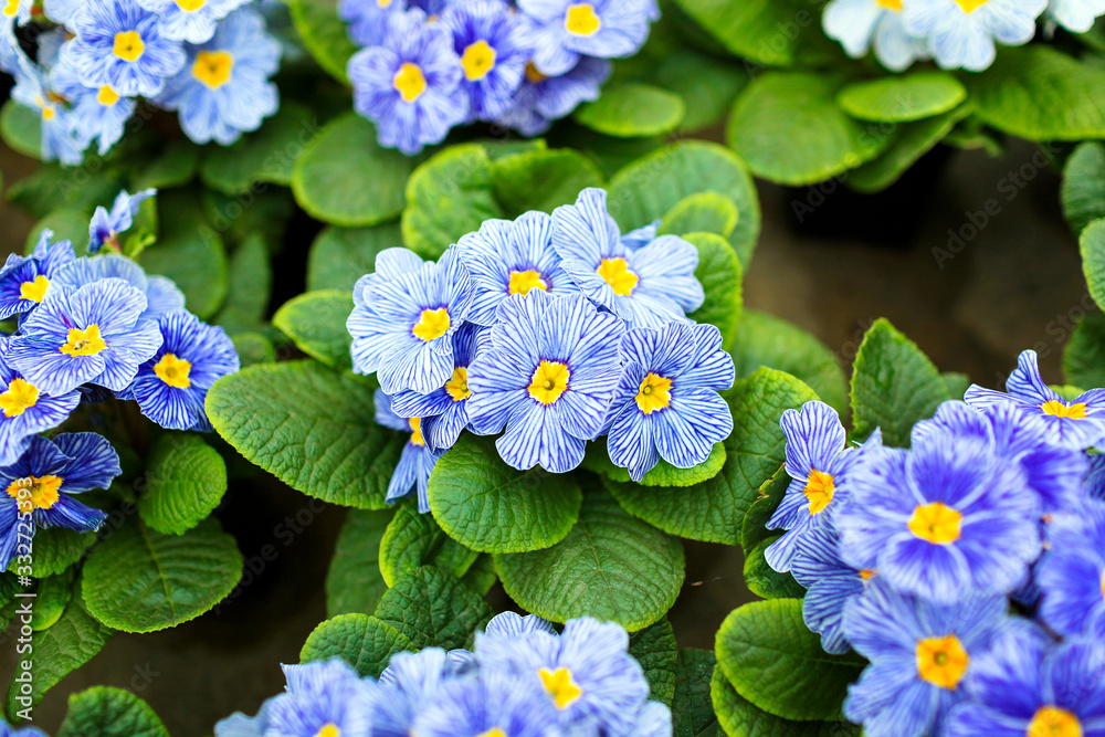 Blue decorative flowers in pots on the table Blue decorative flowers in pots on the table