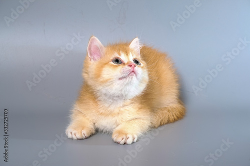 British Shorthair Kitten Cat Isolated