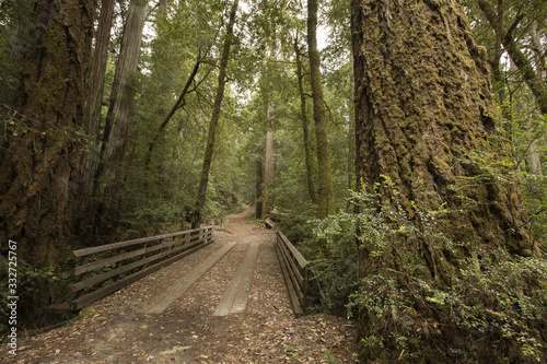 California Redwood Trees