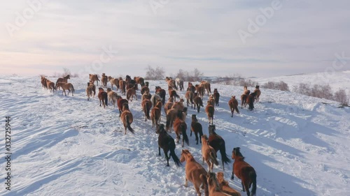 Aerial: Herd of horses are moving to the top of the snowy hill at winter sunny evening