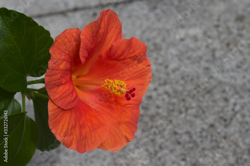 Hibiskus photo