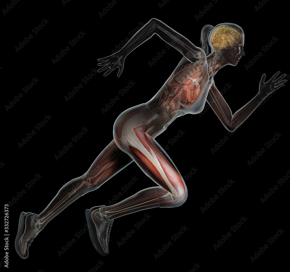 Running woman with inner organs, hghlighted heart, muscles and skeleton, 3D illustration Running woman with inner organs, hghlighted heart, muscles and skeleton, 3D illustration