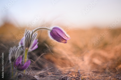 Beatiful puple pasque flower in spring evening, backlight sun light. photo