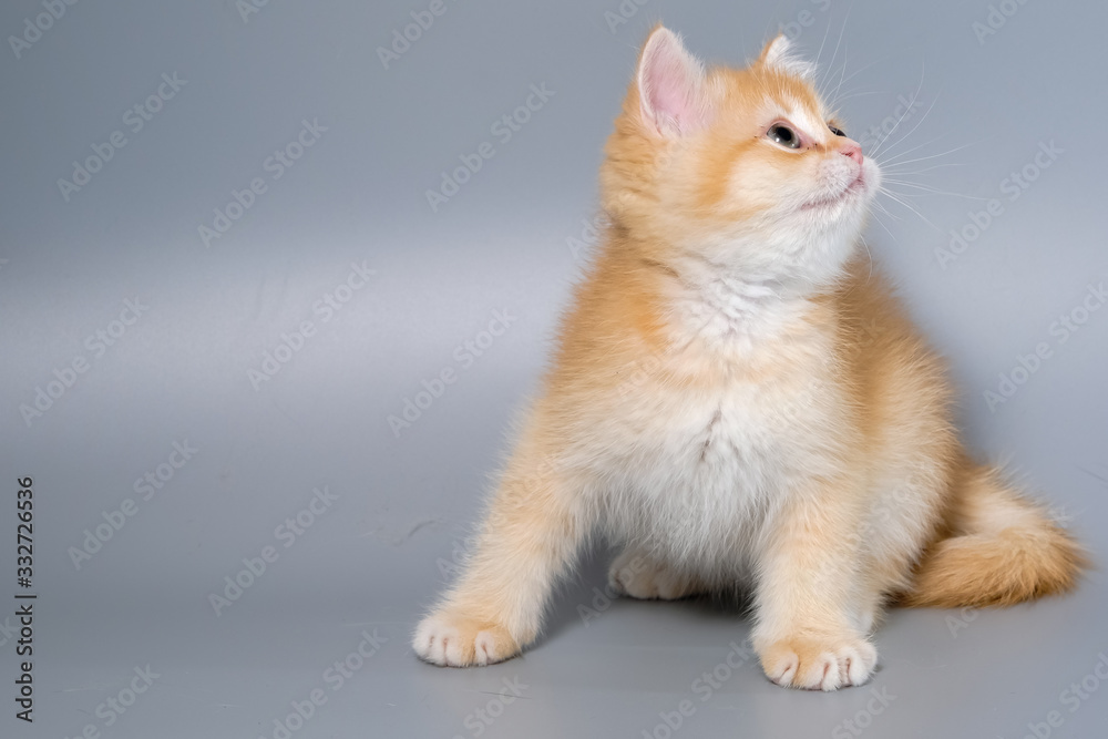 British Shorthair Kitten Cat Isolated British Shorthair Kitten Cat Isolated