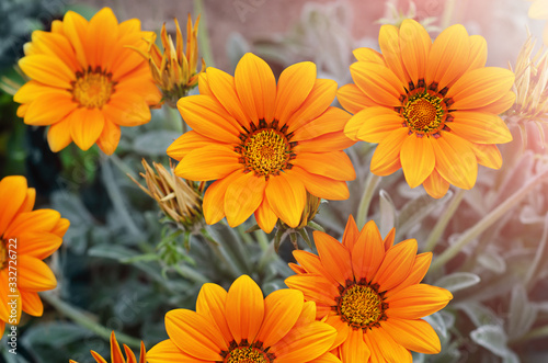 Orange Gazania in full bloom on a flower bed. Selective focus