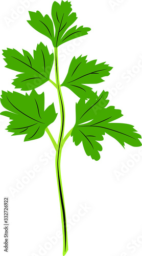 Vector illustration of parsley in cartoon simple flat style isolated on white background. Healthy food concept. 