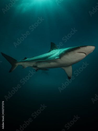 Danderous shark swim throw the crystal clear water