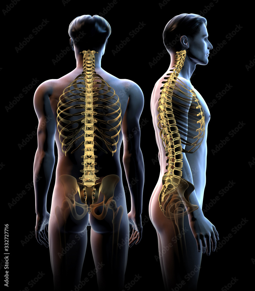 Skeleton with highlighted spine in back view and side view, 3D medically illustration Skeleton with highlighted spine in back view and side view, 3D medically illustration