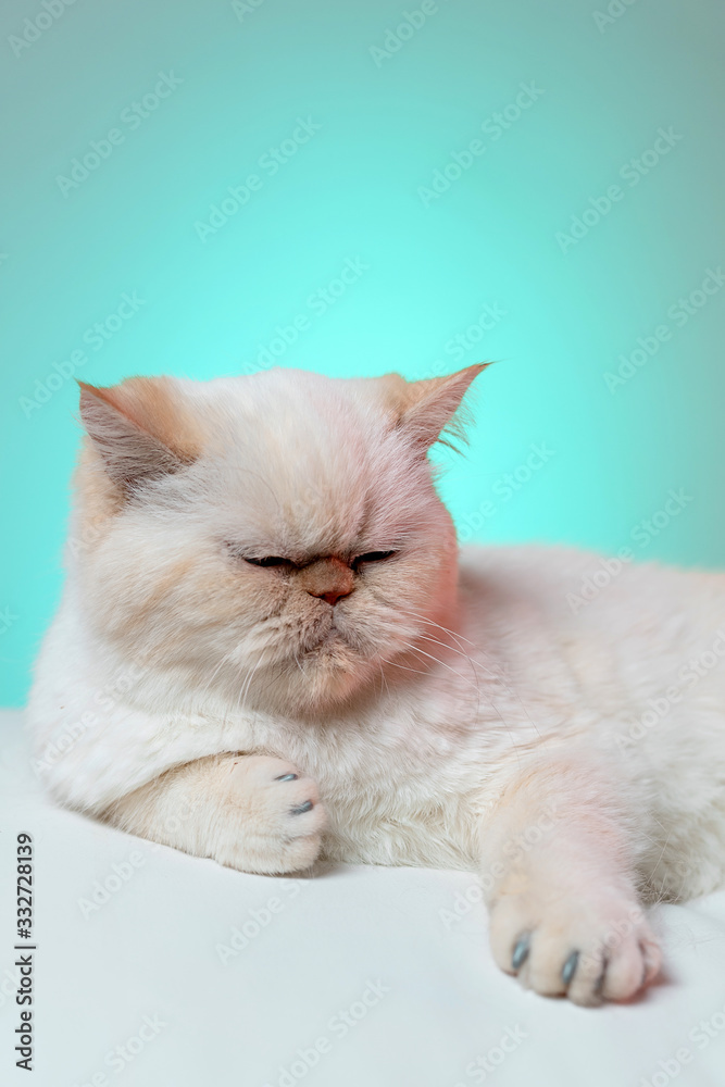 A white cat is lying on an Ottoman on a turquoise background. Pet. Furry paws. Cat manicure.