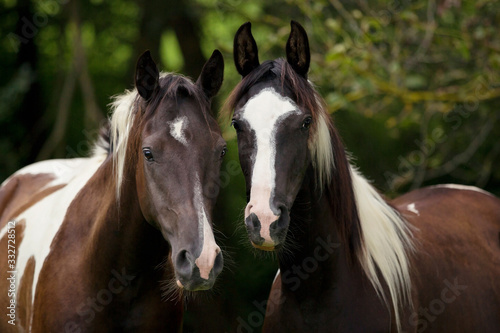 Two black and white horses portrait with green trees background 