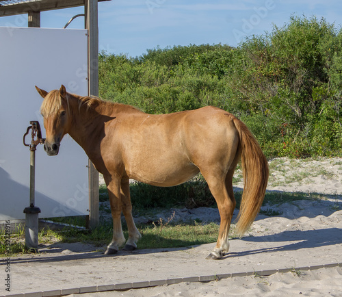 A wild pony stops for a drink at a spigot at Assateague beach photo