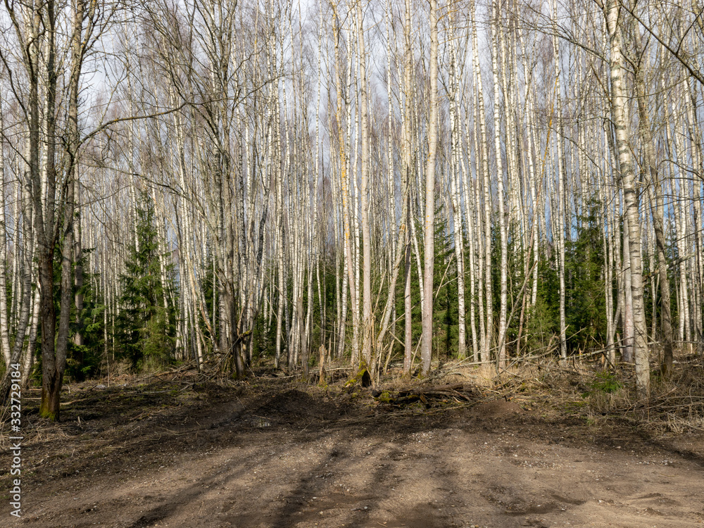 a dirt road in the early spring a dirt road in the early spring