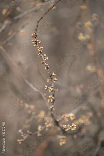 Knospen an Zweigen