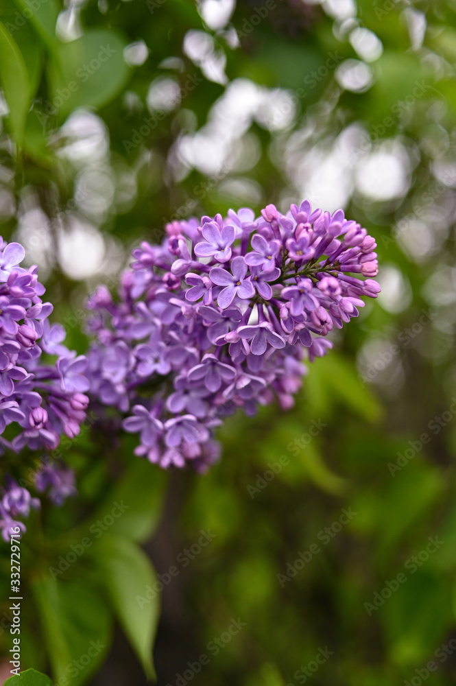 Fresh spring blossom flower, purple color.