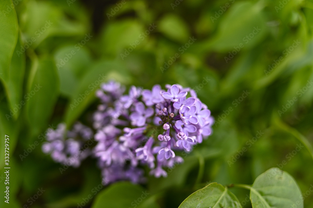 Fresh spring blossom flower, purple color. Fresh spring blossom flower, purple color.