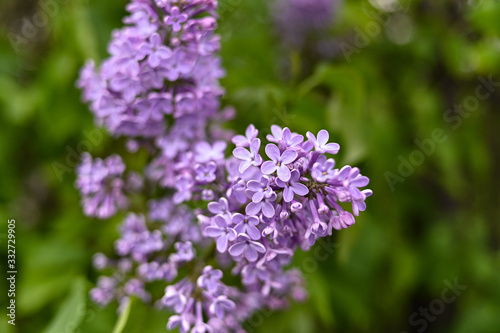 Fresh spring blossom flower, purple color. © Eliška