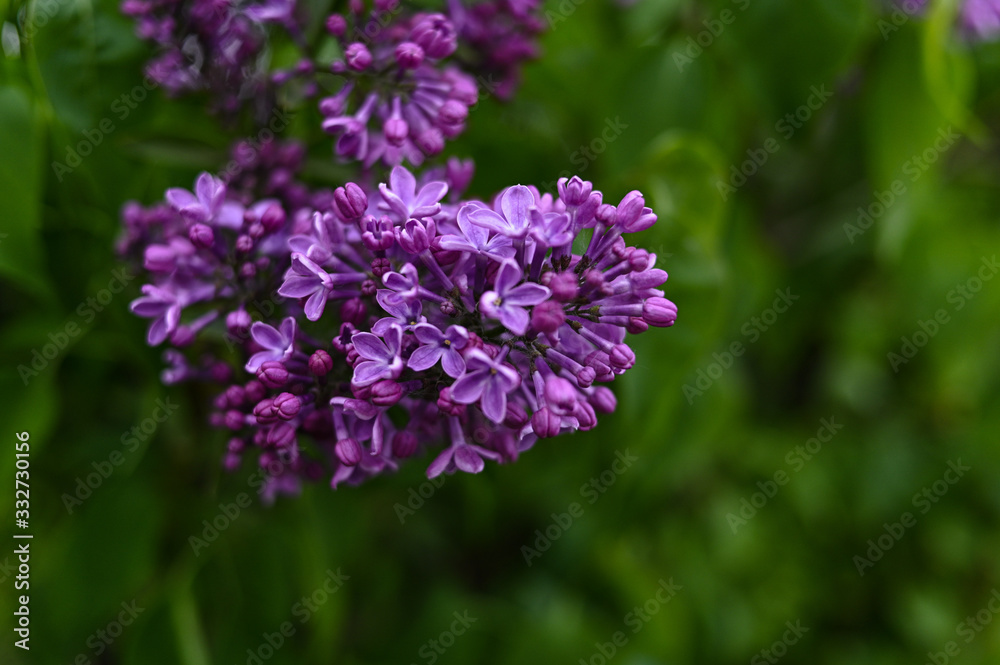Fresh spring blossom flower, purple color. Fresh spring blossom flower, purple color.