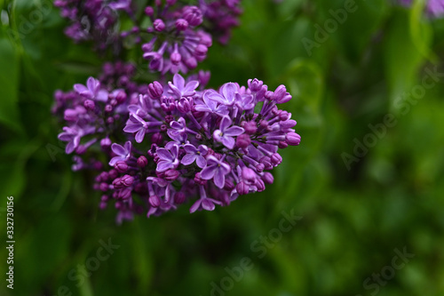 Fresh spring blossom flower  purple color.