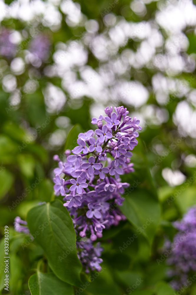 Fresh spring blossom flower, purple color.