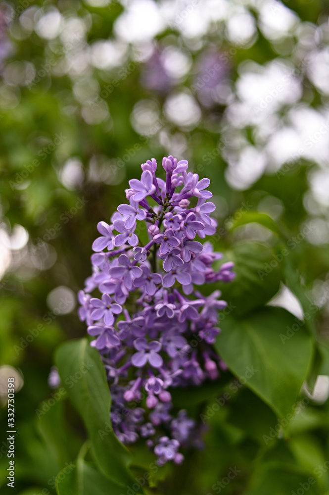 Fresh spring blossom flower, purple color.
