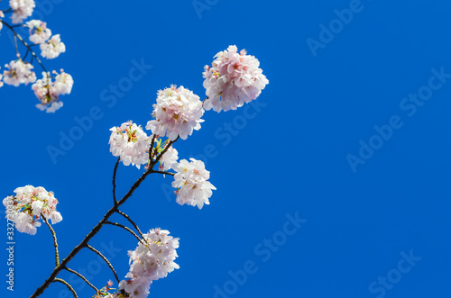 Upward close-up view of tree branch cherry blossom under clear blue sky springtime natural background