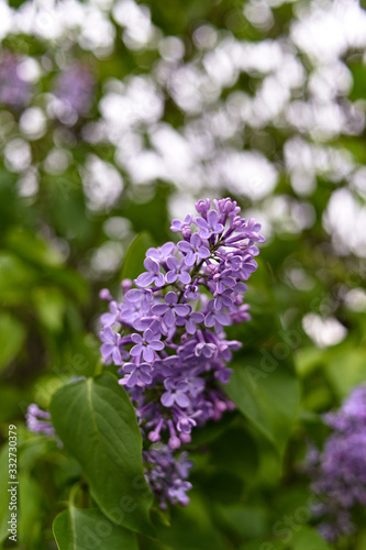 Fototapeta Naklejka Na Ścianę i Meble -  Fresh spring blossom flower, purple color.