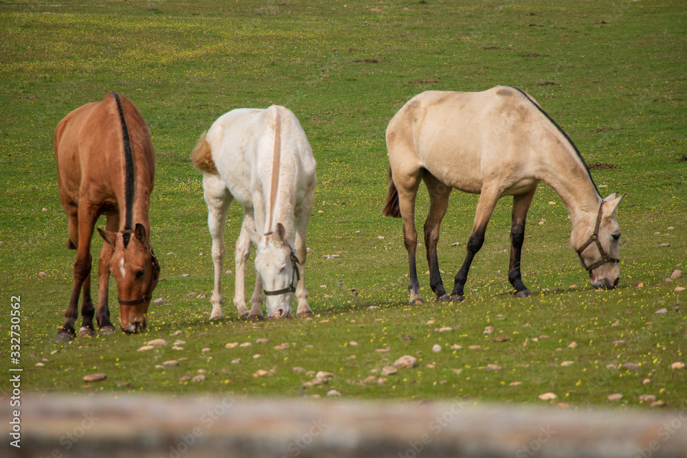 Horses in the prairie drinking water, in ribatejo, Portugal Horses in the prairie drinking water, in ribatejo, Portugal