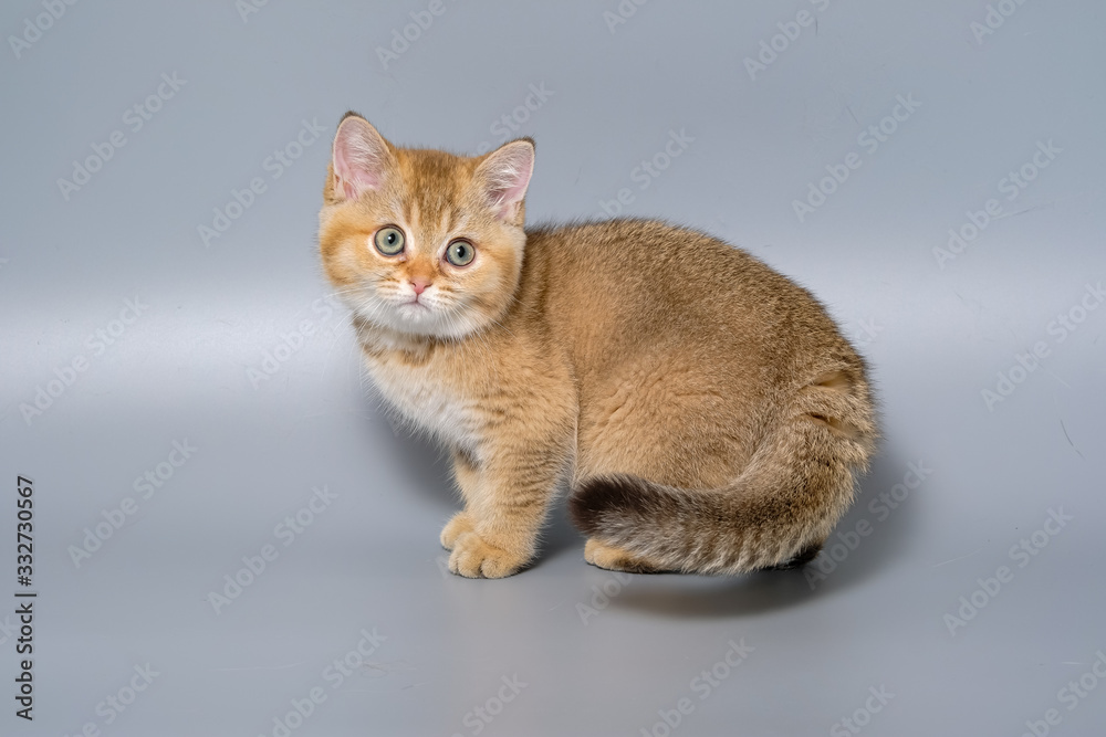 British Shorthair Kitten Cat Isolated British Shorthair Kitten Cat Isolated