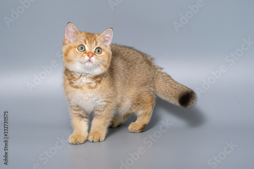 British Shorthair Kitten Cat Isolated