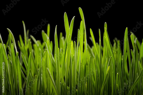 Green grass