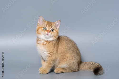 British Shorthair Kitten Cat Isolated