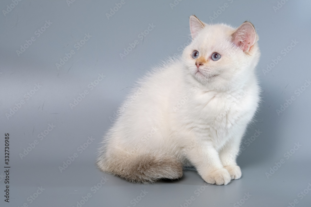 British Shorthair Kitten Cat Isolated