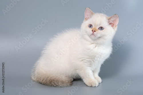 British Shorthair Kitten Cat Isolated