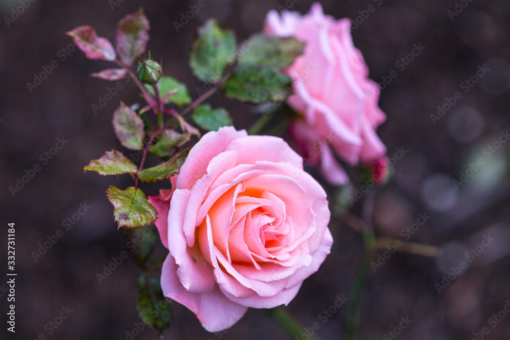 Pink Bill Warriner Floribunda Rose Pink Bill Warriner Floribunda Rose