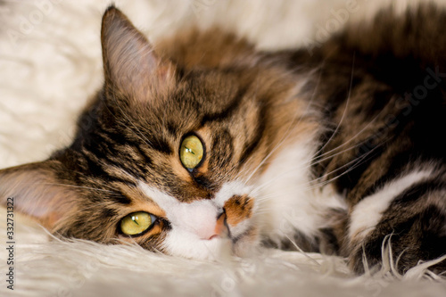 Brown, adult cat is lying on a white, fluffy blanket. Vertical photo. Side view.