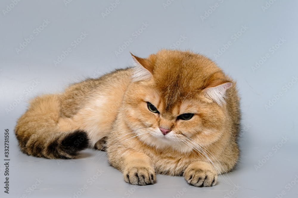 British Shorthair Kitten Cat Isolated British Shorthair Kitten Cat Isolated