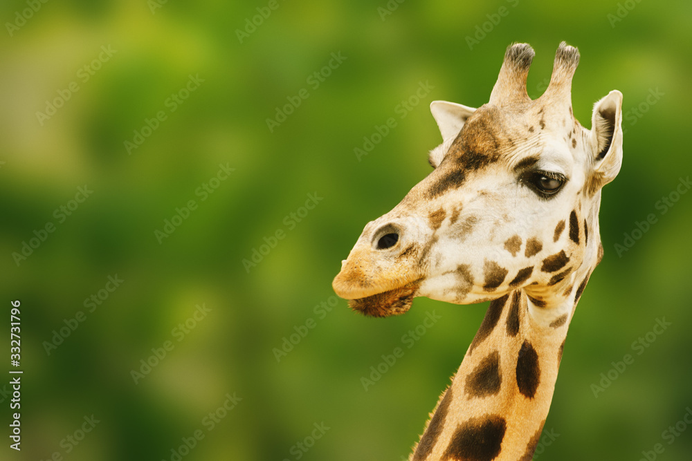 Obraz premium Giraffe Portrait Isolated on Green Blurred Background with Empty Space for Graphic Designs