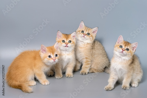 British Shorthair Kitten Cat Isolated