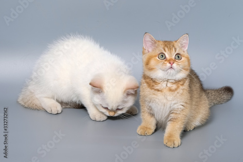 British Shorthair Kitten Cat Isolated