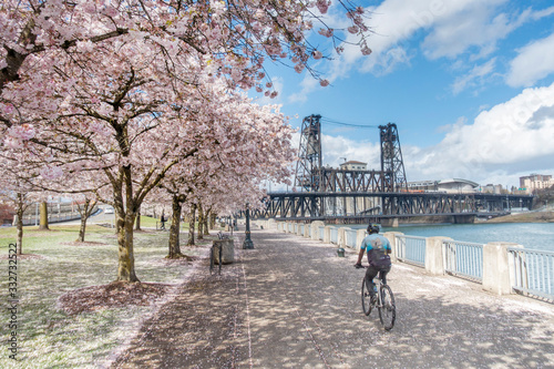 Photography Cheery blossoms in Portland downtown