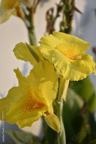 Canna gialla