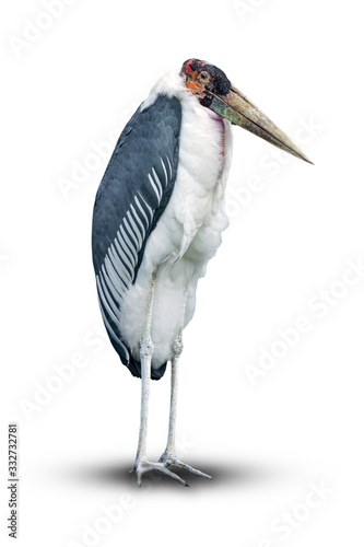 Marabou Stork - Leptoptilos Crumenifer Portrait. Funky Bird Isolated on White Background.