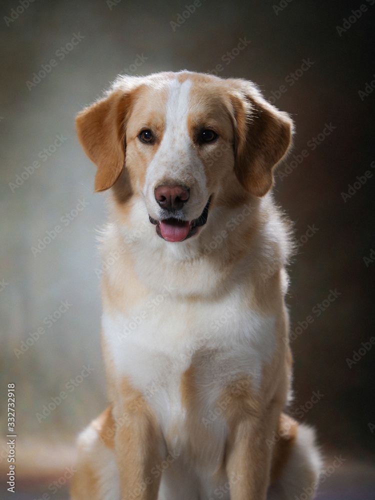 Beautiful dog portrait