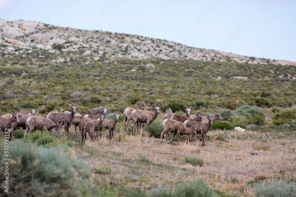 Bighorn herd Bighorn herd