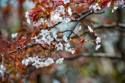 光岡城跡の山桜