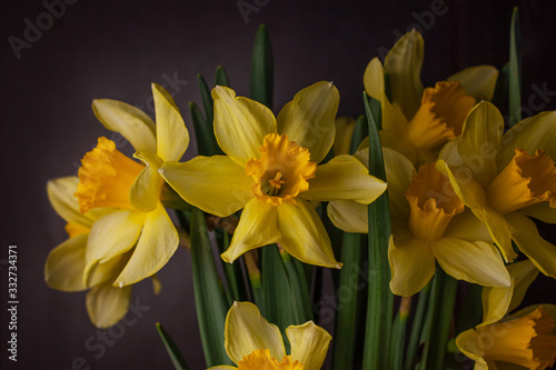 Fototapeta Naklejka Na Ścianę i Meble -  Bouquet of yellow daffodils on black background. Spring blooming yellow flowers green leaves, Easter greeting card, holidays website banner low key modern style. Dark and moody nature closeup header.
