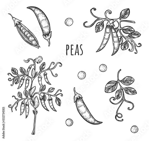 Peas plant and beans farm set